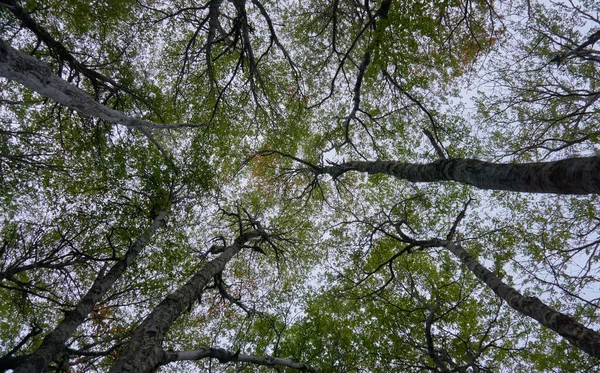 Unghi Scăzut Copaci Înalți Frunze Verzi Sub Cerul Albastru Frumos — Fotografie, imagine de stoc