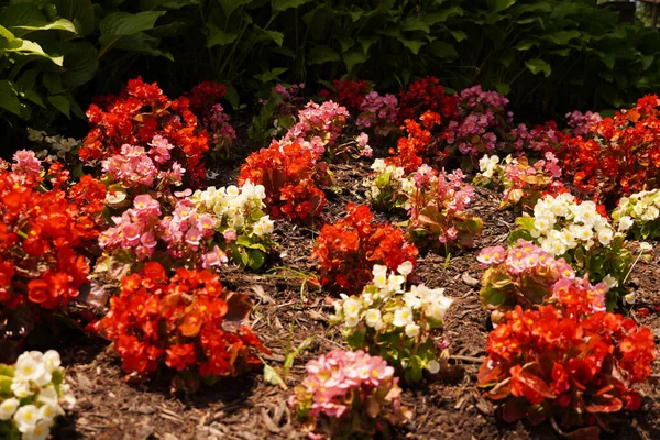 Een Prachtige Bloemen Rozen Bloeien Tuin Onder Zonlicht — Stockfoto