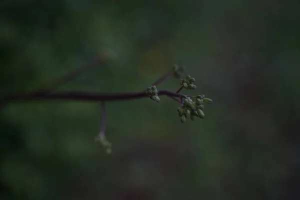 Eine Vertikale Flachbild Aufnahme Grüner Knospen — Stockfoto