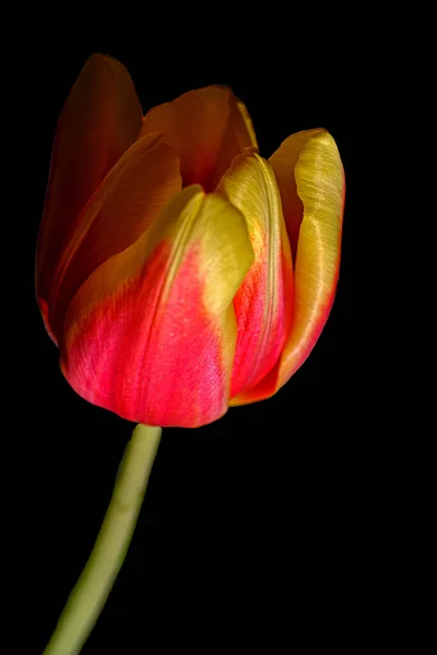 Gros Plan Vertical Une Fleur Tulipe Sur Fond Noir — Photo