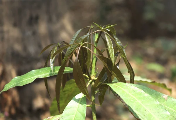 Primer Plano Brote Mango Creciendo Jardín — Foto de Stock