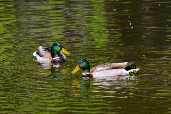 Plan Deux Canards Colorés Nageant Ensemble Dans Rivière — Photo