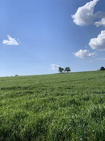 Plano Vertical Campo Verde Bajo Cielo Azul Soleado — Foto de Stock