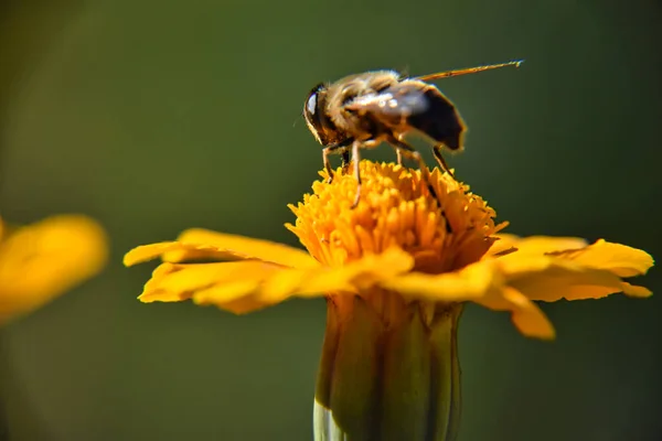 Μια Μέλισσα Κίτρινο Λουλούδι Συλλέγει Νέκταρ Μακρο Φωτογραφία Στις Ακτίνες — Φωτογραφία Αρχείου