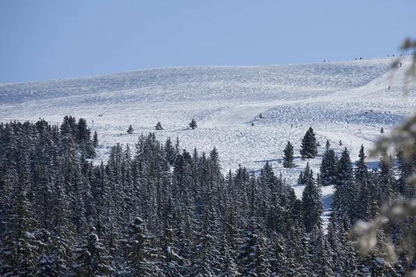 Vista Pájaro Pinos Que Cubren Las Montañas Nevadas Invierno — Foto de Stock