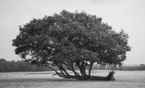 Grayscale Shot Tree Richmond Park London — Stock Photo, Image