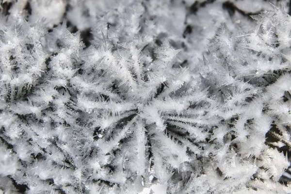 Karla Kaplı Bir Çam Ağacı Dalına Yakın Plan — Stok fotoğraf
