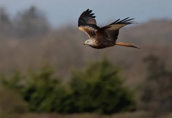 Low Angle Shot Red Kite Bird Flying High Trees — Stock Photo, Image