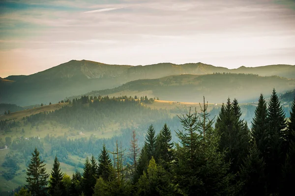 Une Belle Vue Aérienne Sur Les Arbres Forestiers Les Montagnes — Photo