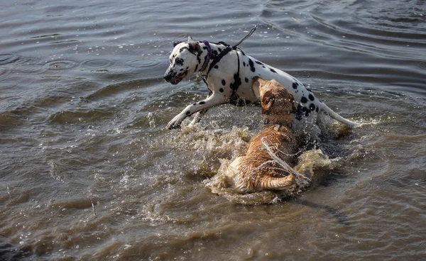 Een Labrador Retriever Dalmatian Hebben Plezier Het Water — Stockfoto