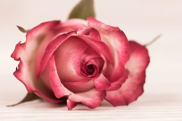 Close Uma Rosa Vermelha Para Dia Dos Namorados — Fotografia de Stock