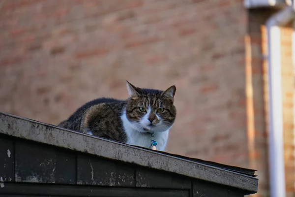 Nahaufnahme Einer Gestromten Katze Die Auf Einem Hausdach Liegt — Stockfoto