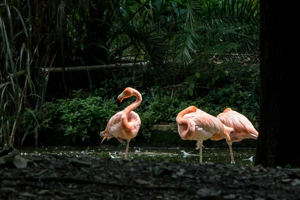 Belo Tiro Três Flamingos Água Rasa Lago Seu Aviário Zoológico — Fotografia de Stock