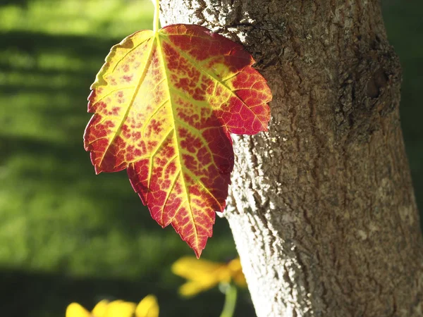 Closeup Red Yellow Leaf Maple Tree Sunlight — Stock Photo, Image
