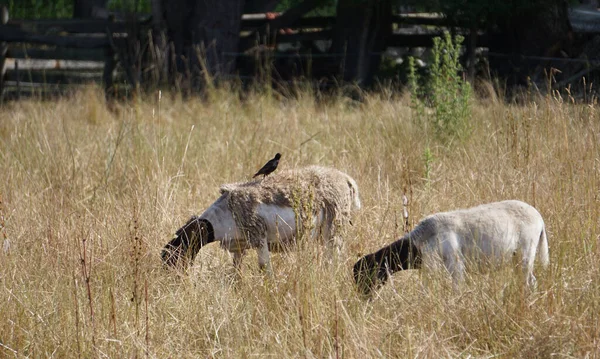 Zbliżenie Ptaka Siedzącego Kozie Wypasającym Się Suchej Trawie — Zdjęcie stockowe