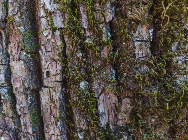 古い苔むした木の樹皮の質感の背景の閉鎖 — ストック写真