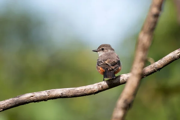 Scarlett Flycatcher Pyrocephalus Rubinus Perched Tree Branch — Stock Photo, Image