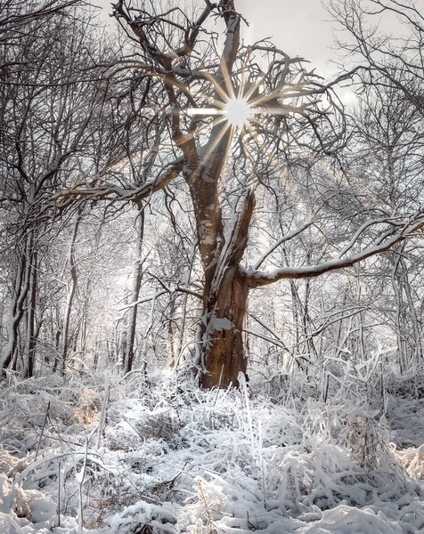 Karlı Bir Bataklıktaki Büyük Yapraksız Ağaçların Dikey Görüntüsü — Stok fotoğraf