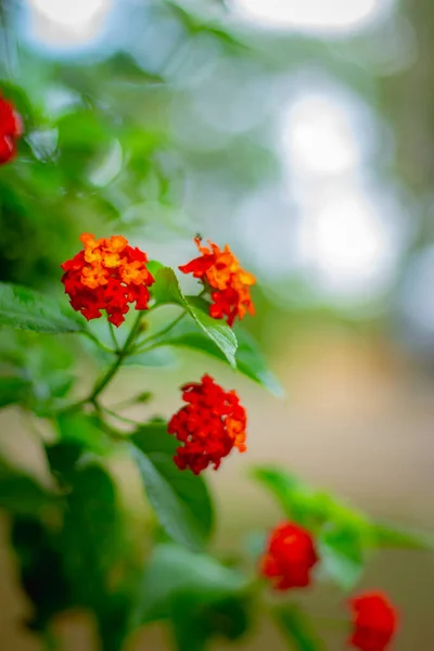 Bahçede Yetişen Kırmızı Verbena Çiçekleri — Stok fotoğraf