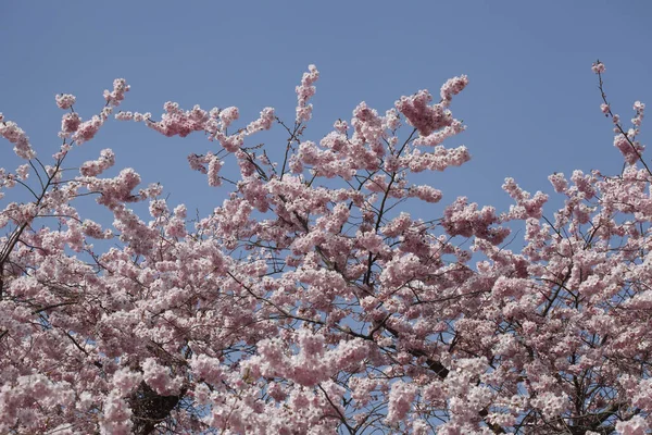 하늘을 배경으로 가지에 아름다운 분홍색 벚꽃의 — 스톡 사진