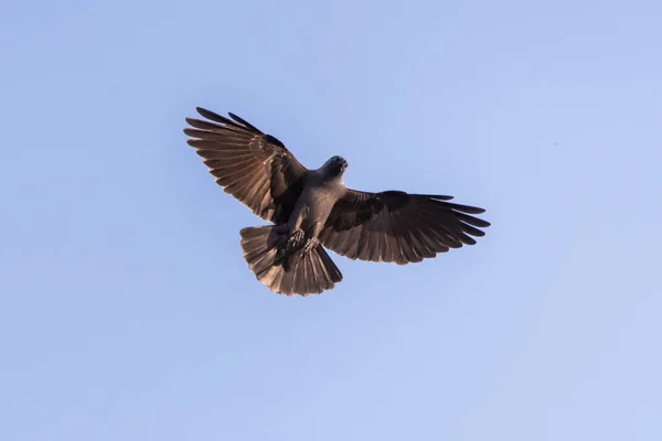 Plan Rapproché Angle Bas Aigle Noir Ictinaetus Malaiensis Volant Contre — Photo