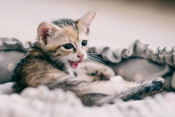 Yumuşak Bir Yüzeye Uzanmış Ağzı Açık Sevimli Bir Kedi Yavrusunun — Stok fotoğraf