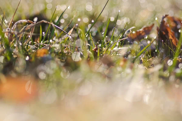 Blurred Bokeh Background Wet Green Grass Sunny Morning Rain — Stock Photo, Image