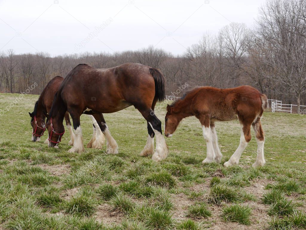 A Budweiser Clydesdale with her colt grazing at Warm Springs Ranch in Boonville, Missouri