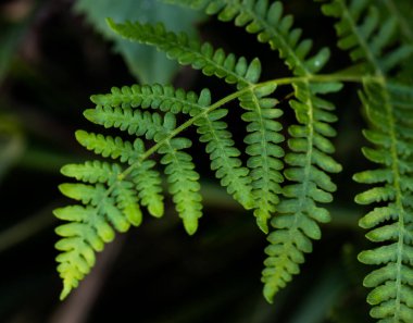 Karanlık ormanda eğreltiotu yaprağının yakın çekimi.