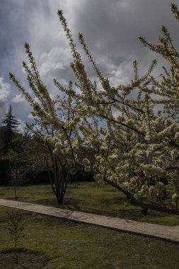 İran 'ın Tahran kentindeki Ulusal Botanik Bahçesinde bir kiraz ağacı
