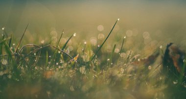Sabah çiğ ve altın parıltılarıyla kaplanmış seçici bir ot odağı