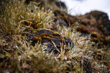 Otlakta yosunlu bir kaya