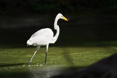 Büyük balıkçıl (Ardea alba) gölette balık avlarken