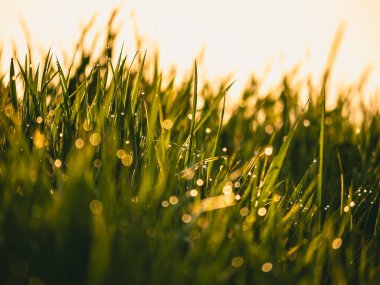 Taze sabah çiy damlaları güneşin doğuşuna karşı yeşil çimenlere düşer