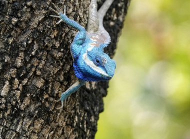 Calotes Mystaceus 'un, Hint-Çin orman kertenkelesinin ya da mavi ibikli kertenkelenin yakın çekimi.
