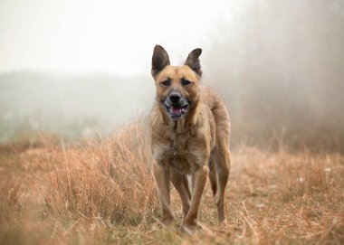 Büyük kulakları ve siyah bir maskesi olan altın bir köpek.