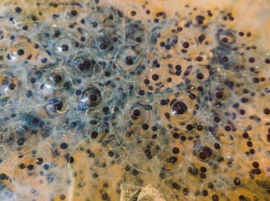 Kurbağa yavrusu yumurtalarının en üst görüntüsü.