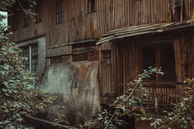 Avusturya 'daki terk edilmiş ahşap evin ve bitkilerin manzarası.
