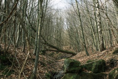 Sonbaharda ormandaki uzun kurumuş ağaçların yakın çekimi.