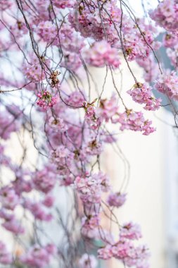 Bulanık bir arkaplanda çiçek açan kiraz ağacının dikey yakın çekimi