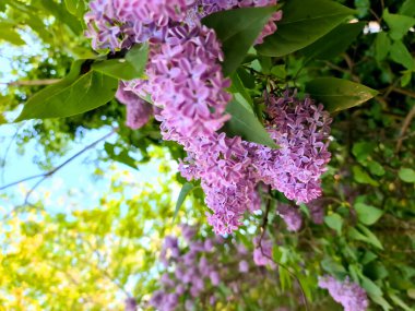Yeşil yapraklar arasında büyüyen mor leylak çalılarının dikey yakın çekimi