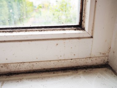 Beyaz ahşap pencere çerçevesinde siyah küf yakın plan.