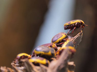 Bahar veya yaz aylarında bir odun parçası üzerinde bir grup güneş böceklerinin (Pachnoda marginata) yakın çekimi