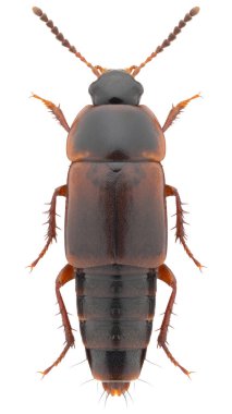 Koyu renkli böceğin yakın görüntüsü