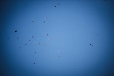 Mavi gökyüzünde uçan kuşlar