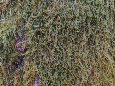 Eski bir yosunlu ağaç kabuğunun yakın plan görüntüsü.