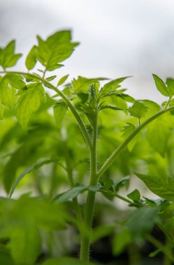 Bahçedeki yeşil bitki fidanlarının dikey yakın çekimi