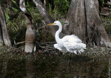 Güzel bir Doğu akbalıkçılı ağaçlara karşı sulak bir arazide uyanıyor.