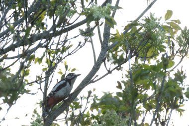 Ağaçta beyaz ve siyah desenli güzel bir Dendrocopos kuşunun yakın çekimi.