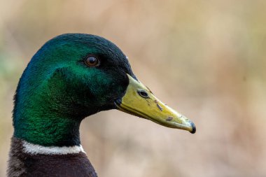 Bulanık bir arka planda bir yaban ördeğinin kafasının yakın plan fotoğrafı..